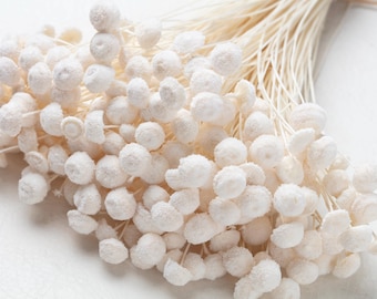 Amarelino, Dried Boton, pastel white color, mini botao, boton flowers, mini head, preserved flowers, wedding flowers, preserved decor,