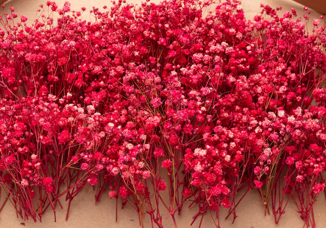 Baby Breath, Pink Driedpreserved Gypsophila, 1 Box Mini Real Stems