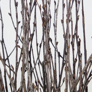 Könnte beinhalten: Nahaufnahme eines Bündels kahler Zweige mit kleinen Knospen. Die Zweige sind fächerförmig angeordnet und vor einem weißen Hintergrund.
