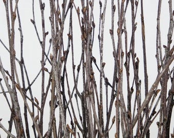 Könnte beinhalten: Nahaufnahme eines Bündels kahler Zweige mit kleinen Knospen. Die Zweige sind fächerförmig angeordnet und vor einem weißen Hintergrund.