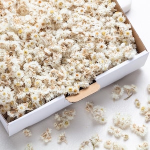 Coriandoli per matrimonio, coriandoli di fiori di Anaphalis secchi, 100% biodegradabili, decorazione naturale per la tavola, petali di coriandoli, lancio di coriandoli,