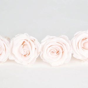 Puede incluir: Seis rosas de color rosa pálido dispuestas en fila sobre un fondo blanco. Los pétalos suaves y la paleta de colores sutil crean una presentación floral delicada y elegante. La imagen resalta la belleza natural de las flores.