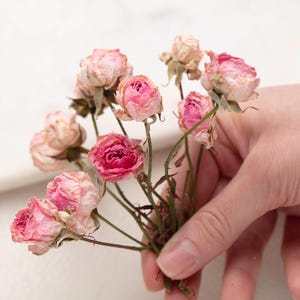 Op de afbeelding: Een klein boeket gedroogde roze rozen met groene stelen. De rozen hebben een vervaagde uitstraling, met sommige bloemblaadjes die een diepere roze tint vertonen. Het boeket wordt in een hand gehouden tegen een witte achtergrond.