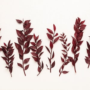 Preserved ruscus, Red Ruscus | Preserved Stems | Boho Wedding Decor| 15 mini Stems | Bleached | Dry Flower Bouquet
