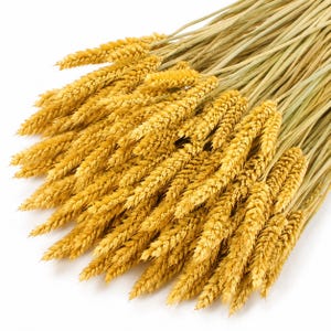 Puede incluir: Un manojo de tallos de trigo seco con espigas de color amarillo dorado y tallos largos, delgados y de color verde pálido. El arreglo se abre en abanico, mostrando los granos texturizados y superpuestos del cereal en estado seco.