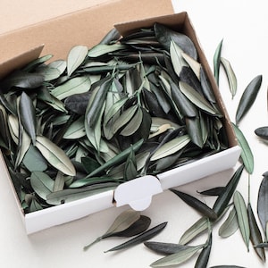 May include: A cardboard box filled with olive leaves, some of which have spilled out onto a white surface. The leaves are primarily dark green with lighter green and gray undertones, creating a natural, earthy aesthetic.