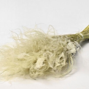 May include: A bunch of dried pampas grass with long, feathery plumes in a light beige colour. The stems are bundled together and tied with a string.