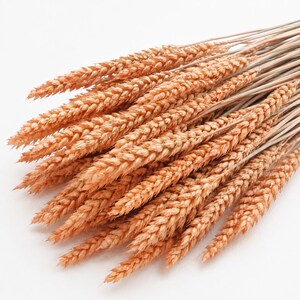 Peut inclure: Un bouquet de tiges de blé séchées présentant des épis texturés de couleur brun doré et des tiges fines et claires. Les tiges sont disposées en éventail, mettant en valeur la structure naturelle et complexe des grains de céréales.