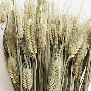 Op de afbeelding: Een bos gedroogde tarwehalmen met beige gekleurde koppen. De halmen zijn in een boeket gerangschikt.