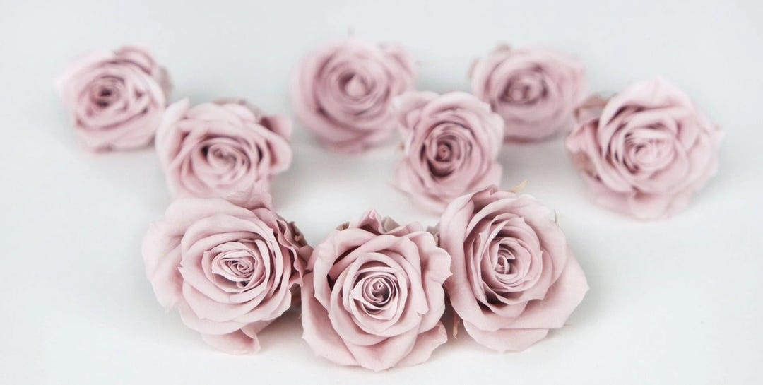 Preserved Roses, 9 Rose Heads, Misty Rose, Preserved Flowers, Rose Head ...