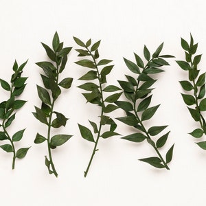 Preserved ruscus, Green Ruscus | Preserved Stems | Boho Wedding Decor| 15 mini Stems | Bleached | Dry Flower Bouquet