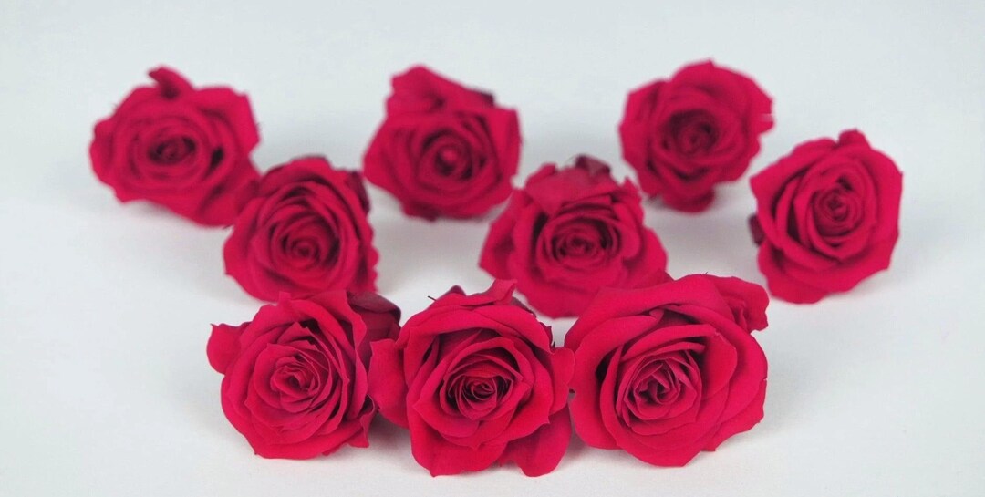 Preserved Roses, 9 Rose Heads, Bridal Pink, Preserved Flowers, Rose ...
