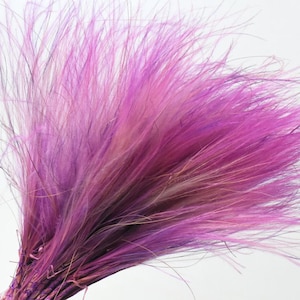 May include: A bunch of dried pampas grass dyed in shades of pink and purple. The grass is long and feathery, and the colours are vibrant.