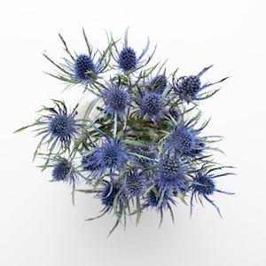 Dried Eryngium, Natural Blue Thistle, Dried Thistle, Natural Dried Thistle, Dried Flowers, Dried Deep Sea Blue Thistle Sea Holly image 1