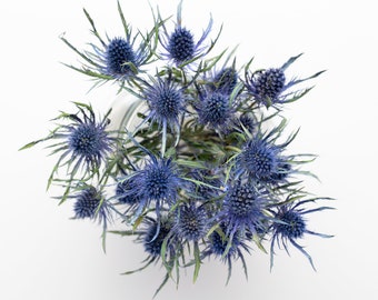 Getrocknetes Eryngium, natürliche Distel, getrocknete Distel, natürliche getrocknete Distel, getrocknete Blumen, getrocknete Tiefsee-Blaudistel Sea Holly