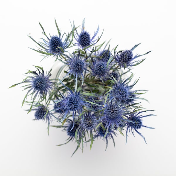 Getrocknetes Eryngium, natürliche Distel, getrocknete Distel, natürliche getrocknete Distel, getrocknete Blumen, getrocknete Tiefsee-Blaudistel Sea Holly