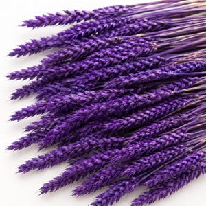 Puede incluir: Un manojo de tallos de trigo secos teñidos de un color púrpura intenso y vibrante. Los tallos están dispuestos en forma de abanico, mostrando las espigas texturizadas y llenas de grano. Cada tallo individual es delgado, rígido y uniforme.