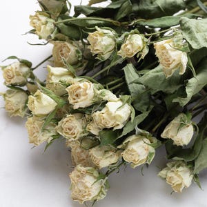 Dried rose,  flower for Resin, Jewelry, Dry white Roses, small flower Arrangments Dried Plants, Resin dried resin flowers,