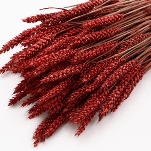 Puede incluir: Un manojo de tallos de trigo secos teñidos de un color rojo intenso y vibrante. Los tallos presentan espigas texturizadas llenas de grano y tallos finos y rígidos, agrupados para formar un arreglo denso y uniforme de elementos botánicos.