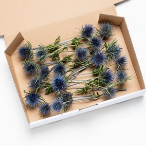 Dried Eryngium, Natural Blue Thistle, Dried Thistle, Natural Dried Thistle, Dried Flowers, Dried Deep Sea Blue Thistle Sea Holly image 2