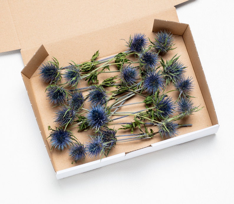 Dried Eryngium, Natural Blue Thistle, Dried Thistle, Natural Dried Thistle, Dried Flowers, Dried Deep Sea Blue Thistle Sea Holly image 2