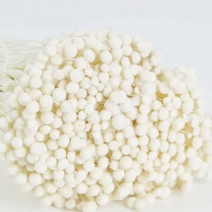 Dried Boton, mini botao, white color, craspedia, boton flowers, mini head, White flowers, wedding flowers, preserved flowers, baby breath,