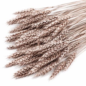 May include: A bundle of dried wheat stalks featuring textured, light brown grain heads and thin, rigid stems. The arrangement displays multiple individual ears of wheat clustered together, showcasing the natural, fibrous detail of the dried plant.