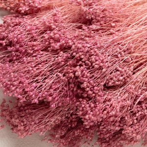 Könnte beinhalten: Ein Bund getrockneter rosa Hasenschwänze, eine Art Trockenblume, mit zarten, federartigen Stielen und kleinen, runden Samenköpfen.