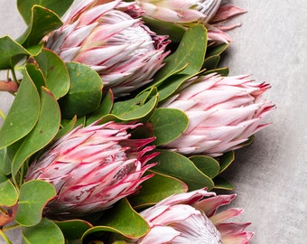 fresh King  Protea Flower, natural pink, PROTEA branches, fresh flower arrangement, flower for vase, home decor, wedding flower