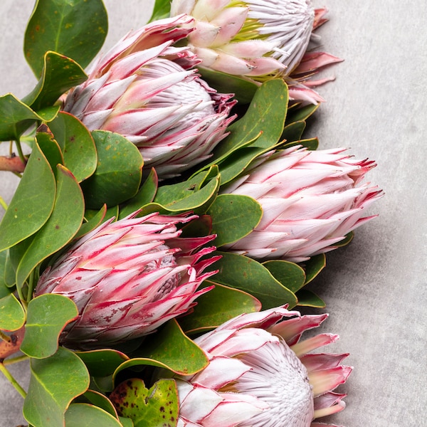 fresh King  Protea Flower, natural pink, PROTEA branches, fresh flower arrangement, flower for vase, home decor, wedding flower