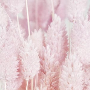 Può includere: Un mazzo di piume di erba della pampa secche, morbide, soffici e rosa pallido. Le piume sono disposte a mazzo e sono un elemento decorativo popolare per l'arredamento della casa.