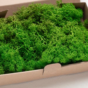 Musgo verde preservado, liquen de reno, color verde primavera, decoración de pared artística, decoración de floristería, decoración natural, decoración de pared verde