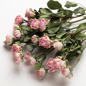 Dried pink rose,  flower for Resin, Jewelry, Dry white Roses, small flower Arrangements Dried Plants, Resin dried resin flowers,