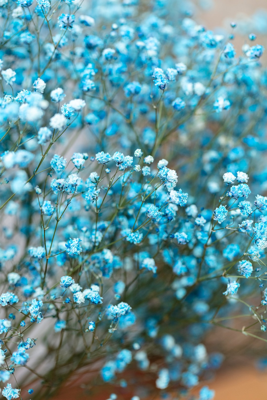 Preserved Blue Gypsophila, Baby Breath, Colored Gypsophila, Real