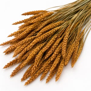 May include: A bundle of dried wheat stalks featuring golden-brown, textured grain heads attached to thin, light green stems. The stalks are arranged in a fan-like cluster, showcasing the intricate, layered structure of the individual wheat ears.