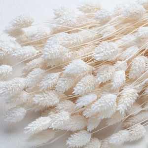 Phalaris branqueada seca, cor branca branqueada, Phalaris, flores secas, flores brancas, decoração, flores secas, decoração de casamento, casamento boho