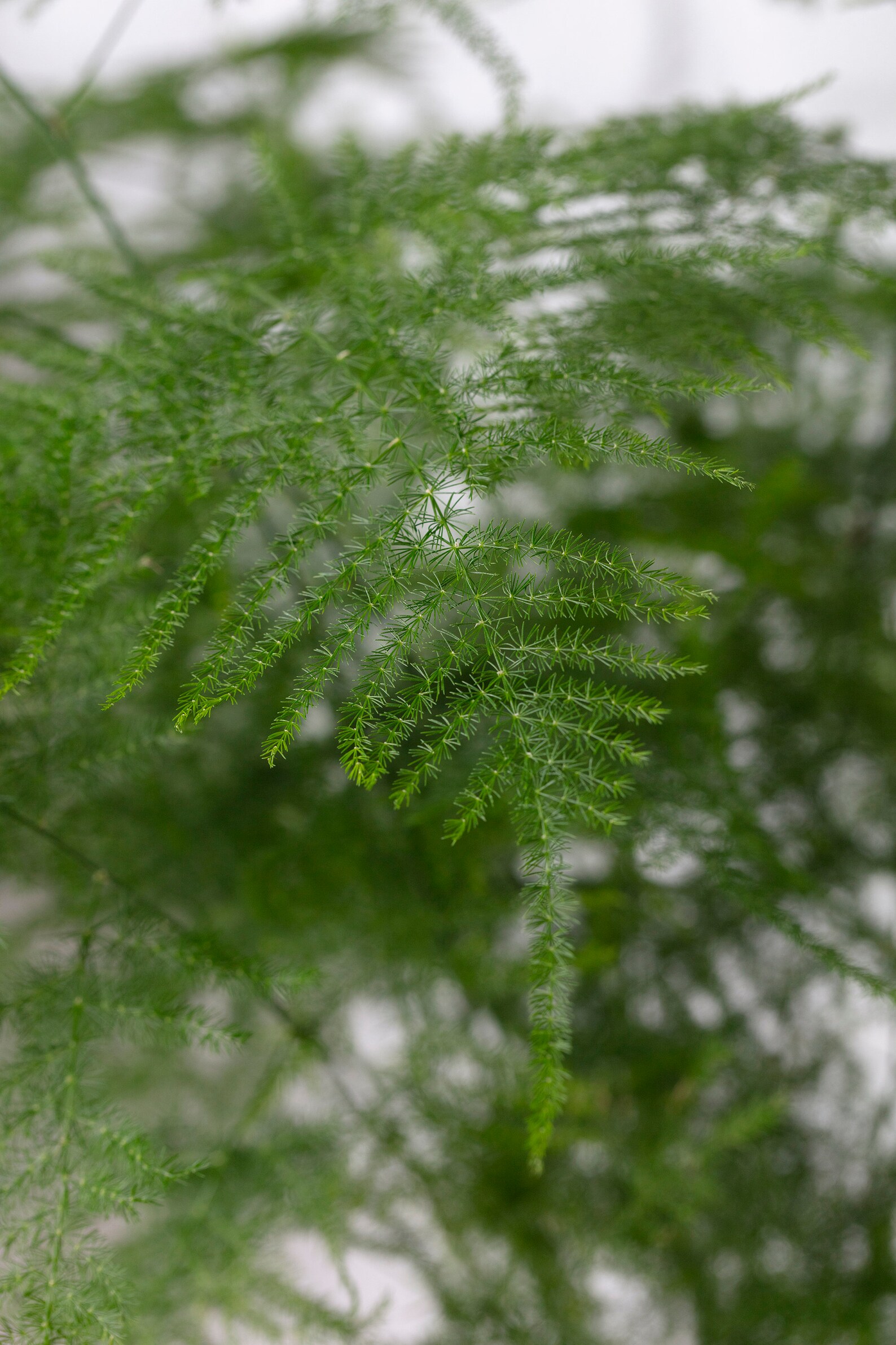 Asparagus Plumosus Plumosa Fern Green Fresh Fresh Flower Etsy