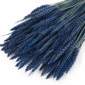 Puede incluir: Un manojo de tallos de trigo secos teñidos de un color azul marino intenso. El arreglo presenta numerosos tallos individuales con espigas texturizadas y llenas de grano que se abren en abanico desde un punto central, mostrando un tono azul uniforme.