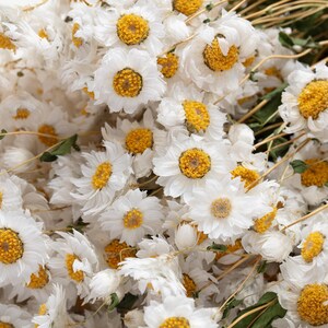 Ammobium, Dried White Daisies, Rodanthe Natural, Rustic Home Decor, Wedding Decoration, ammonia bunch, flower arrangement,
