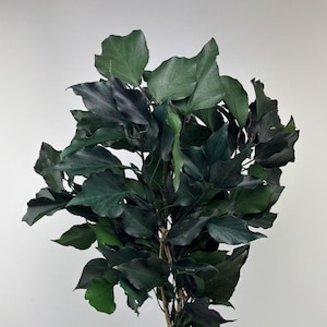 Preserved  Hedera,  preserved flowers, dried flowers, Green color, wedding, home decor.