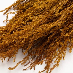 Preserved Solidago, Yellow color, Solidago flower bunch, flower arrangement, wedding anniversary decoration, biodegradable natural,