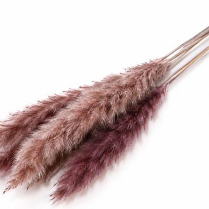 Könnte beinhalten: Ein Bündel aus drei getrockneten Pampasgrasstängeln mit federartigen, buschigen Spitzen in verschiedenen Schattierungen von staubigem Mauve, gedämpftem Rosé und tiefem Pflaume. Jeder Stängel ist lang, schlank und holzig und trägt die weichen Blüten.