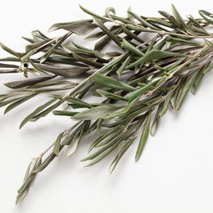 branches d'olivier séchées naturelles, décoration de mariage, décoration d'hiver, décorations de Noël, bouquet de feuilles d'olivier, feuille d'olivier verte,