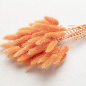 Bunny Tails, orange color, Dried Lagurus, Dried Grass, Rabbit Tails, Decor, Bouquet, Natural Fluff, Gift, Home Decor, Dried Flowers, Boho