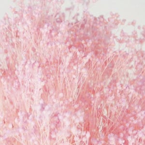 Preserved Broom Bloom, Light pink, bunch, dried flowers, decoration home, giff, wedding, Valentine&#39;s Day, Mother&#39;s Day, Easter decoration