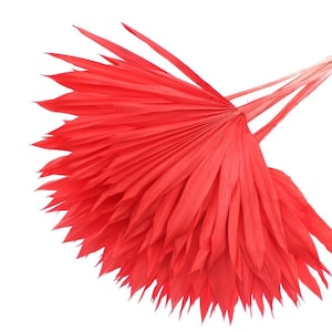 Palmier séché blanchi. Rouge. Feuilles de palmier en forme d'éventail. Décoration, architectes d'intérieur, élément décoratif, exclusif, compositions florales
