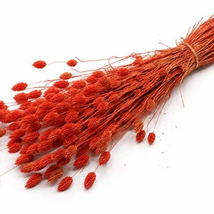 Può includere: Un mazzo di steli di erba coda di lepre essiccati e tinti di un arancione brillante, legati insieme con un sottile cordino in fibra color naturale. Il bouquet presenta numerose piccole teste di semi soffici e ovali su steli lunghi e sottili.