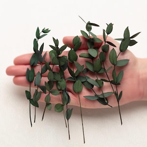 Stengels eucalyptus parvifolia, groen, bos eucalyptusbloemen, doe-het-zelf bloemstuk, decoratie huwelijksverjaardag, biologisch afbreekbaar natuurlijk,