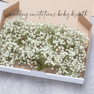 Aliento de bebé, gypsophila blanca conservada, 1 caja mini tallos, aliento de bebé natural, aliento de bebé, aliento de bebé, ramo de boda seco