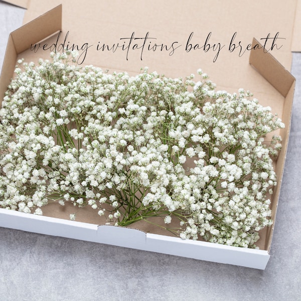 Dried Babys Breath Etsy